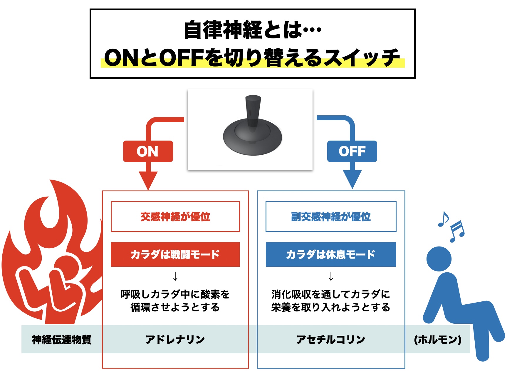 更年期の動悸の原因に自律神経が関わっていることを説明している