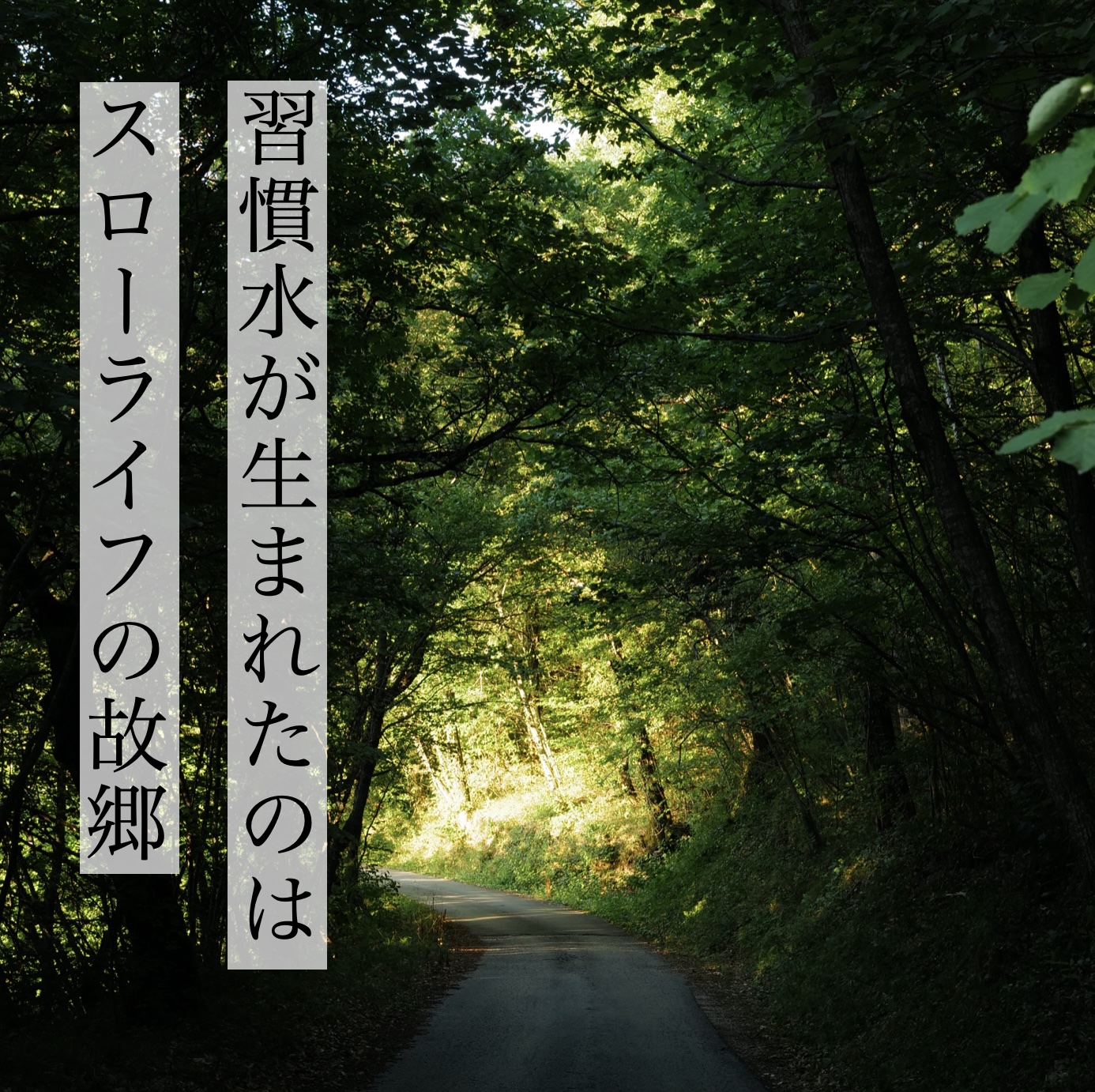 「習慣水」の生産地イタリアのエミリア・ロマーニャ州にある森の中の道