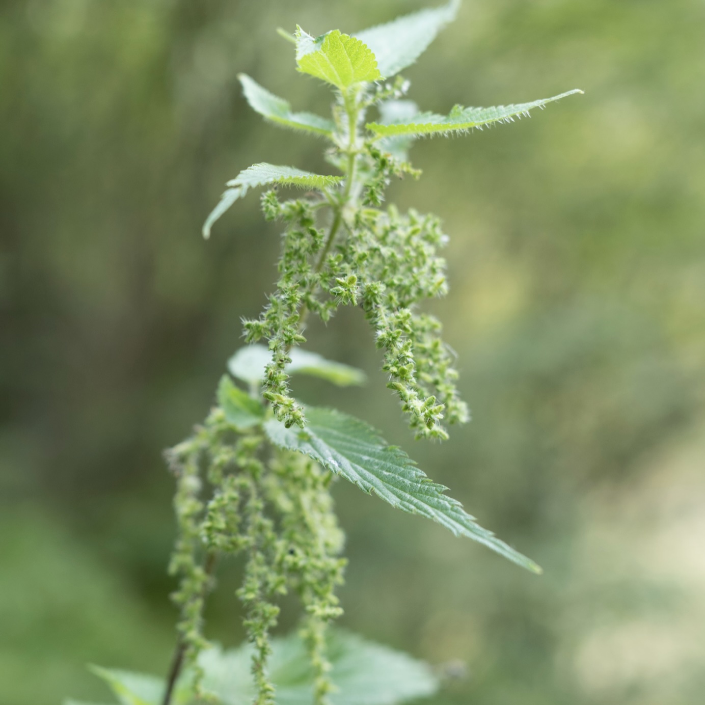 「習慣水」の生産地イタリアのエミリア・ロマーニャ州の山に生えている植物