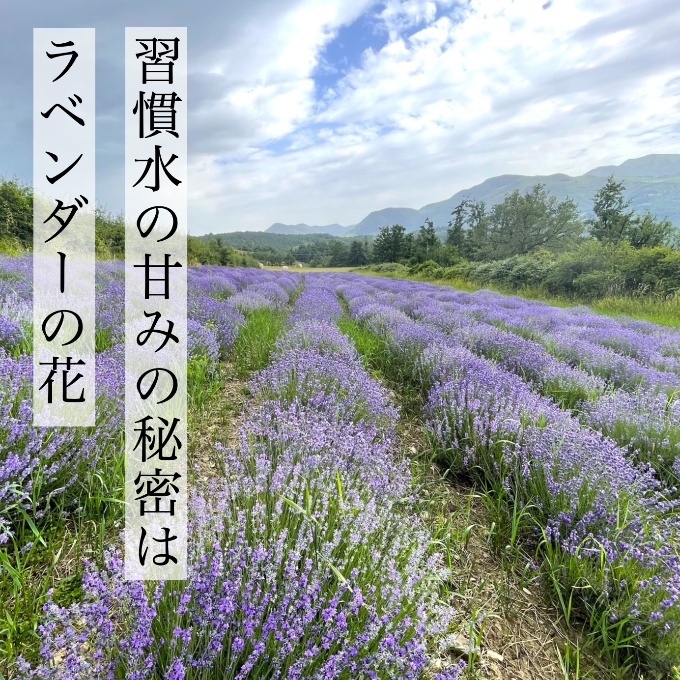 「習慣水」に甘みがある理由は、原材料のラベンダーの甘さであることを説明している