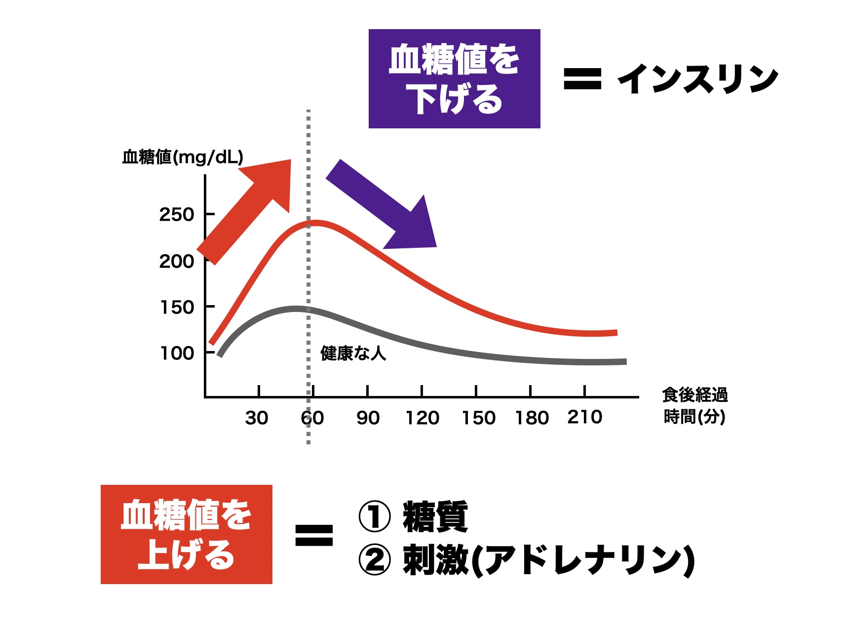 炭酸水を飲むとアドレナリンが出て血糖値が上がることを説明