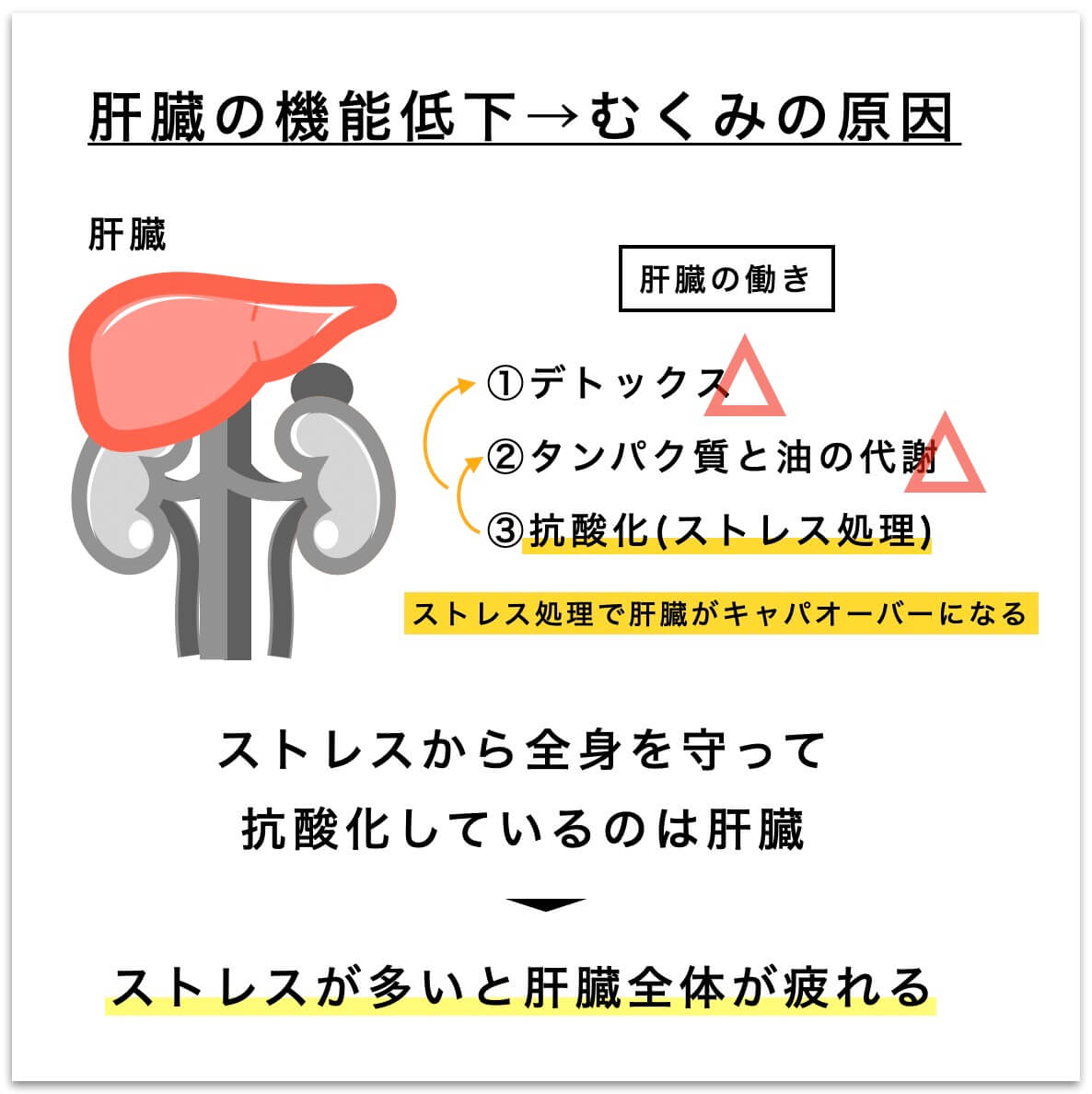肝臓疲労とむくみの関係を示した図