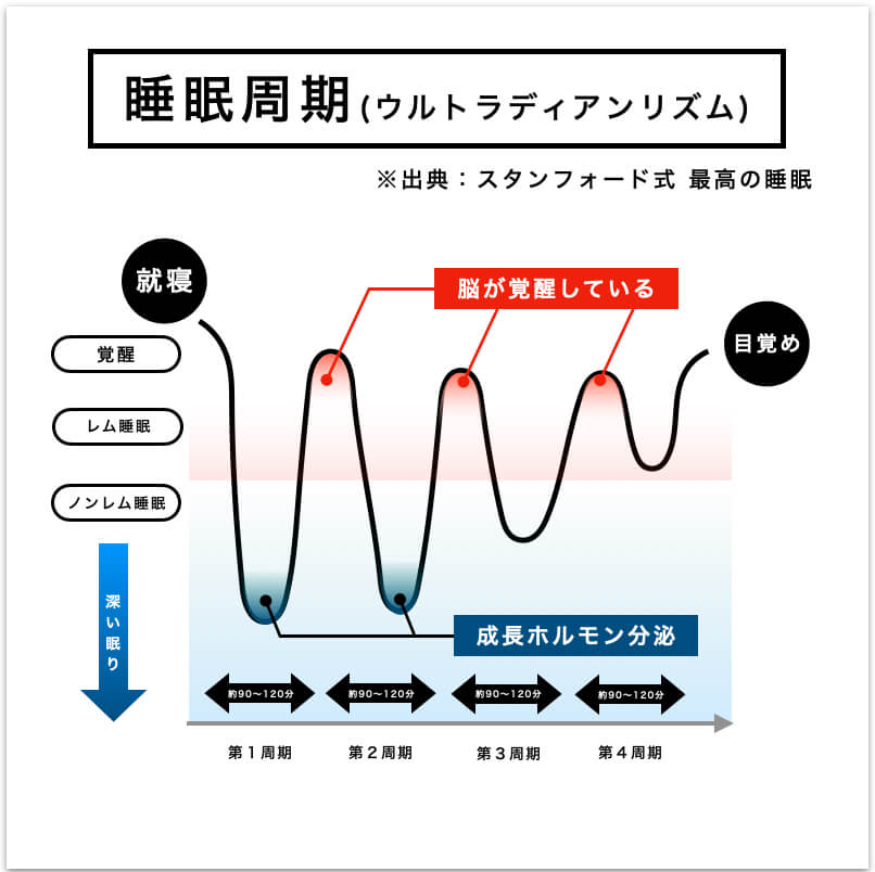 睡眠周期について