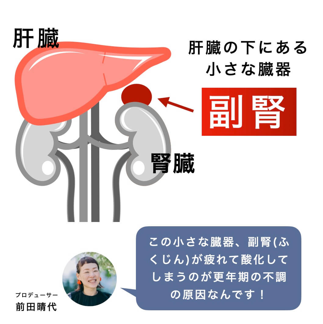 副腎は肝臓の下にある小さな臓器