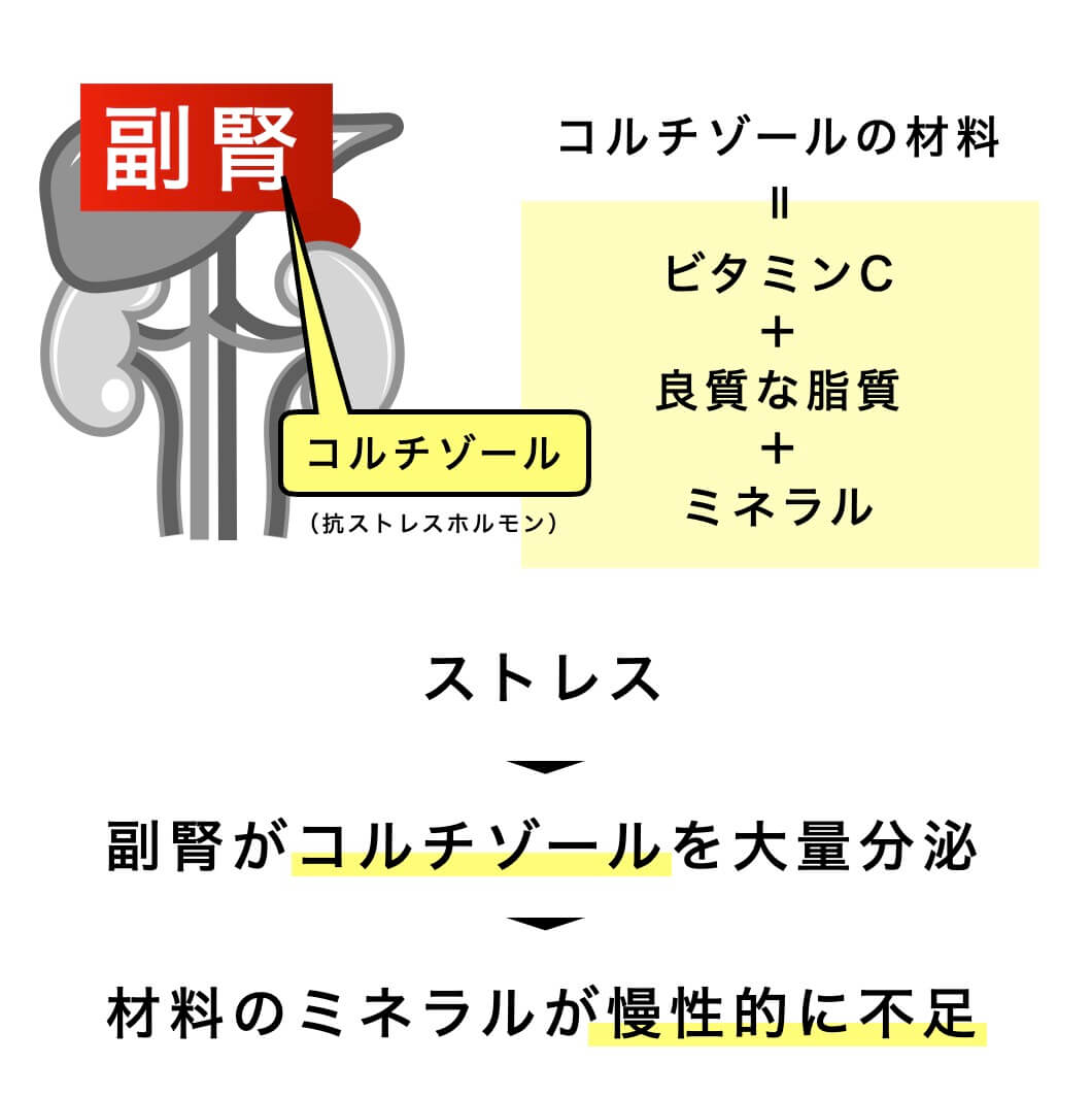 コルチゾールの大量分泌でミネラル不足