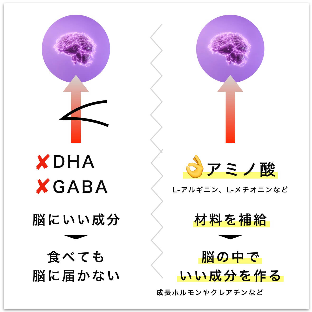 脳に繋がる血管をとおれるのはアミノ酸