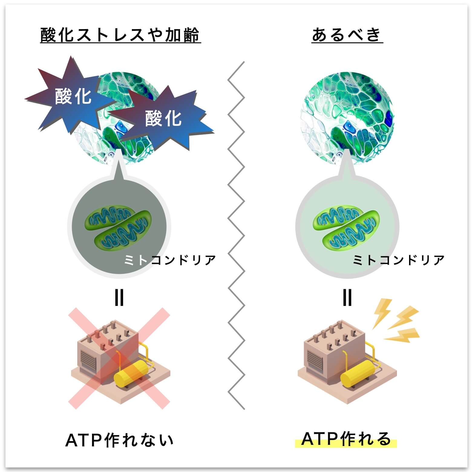 更年期はATPが作りにくくなる