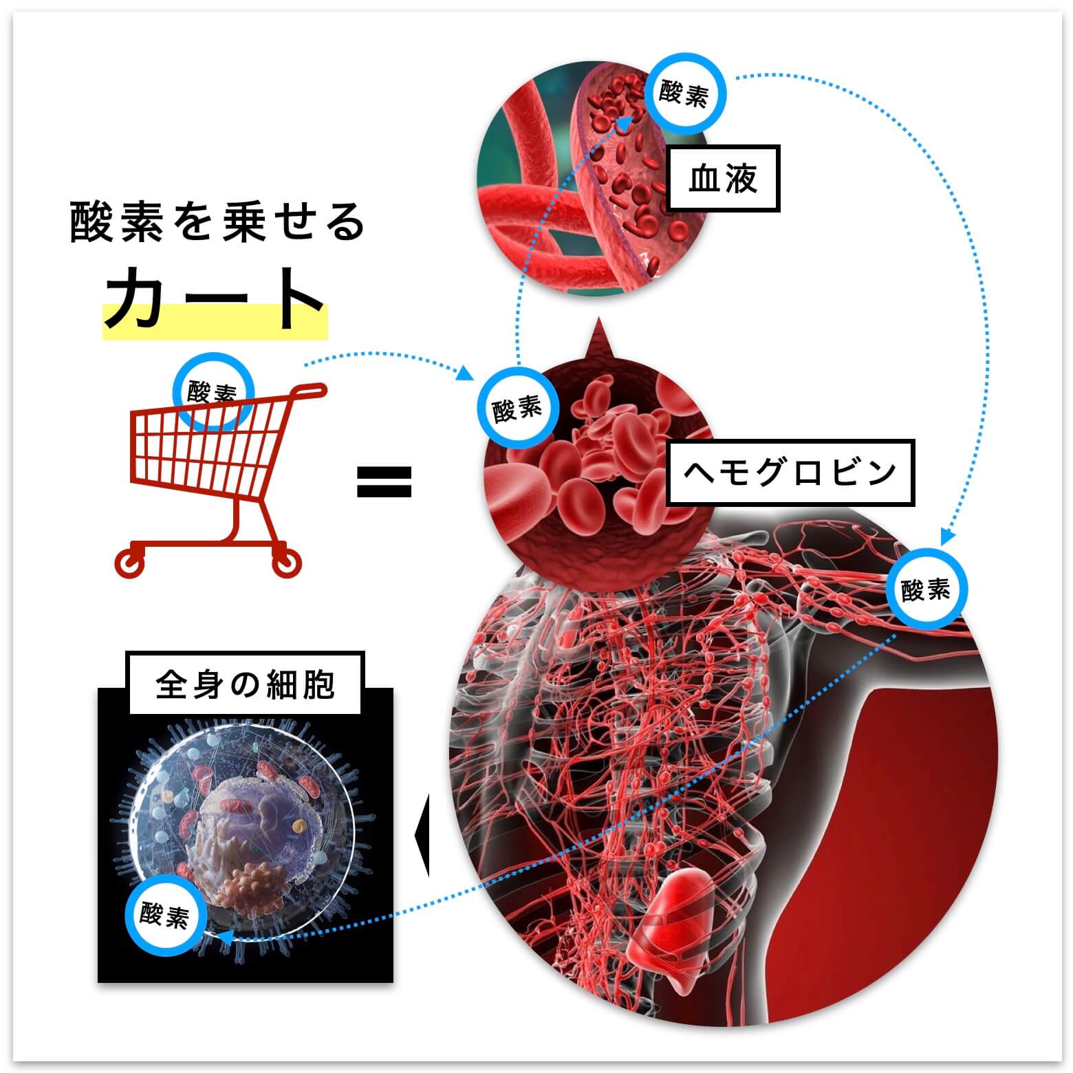 ヘモグロビンの働きについて