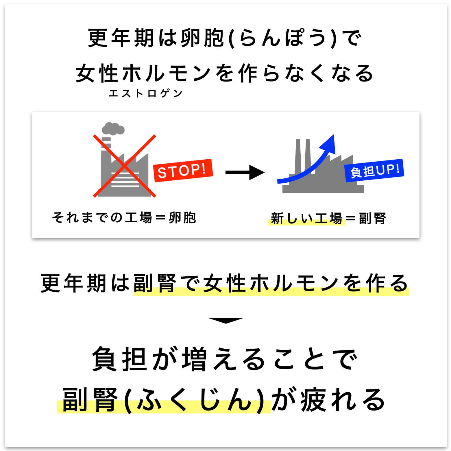 更年期と卵胞、副腎の関係