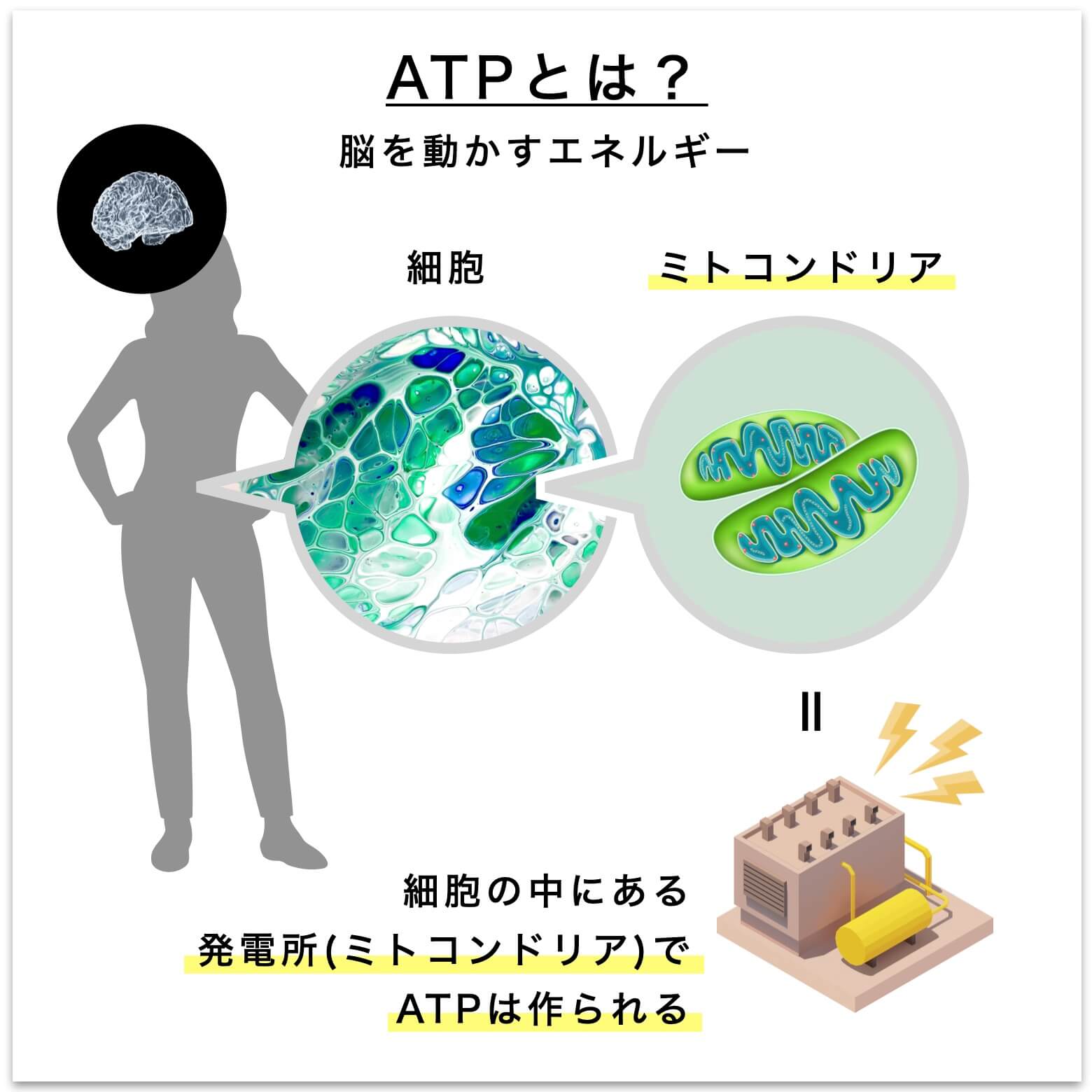 ATPとはなにか？
