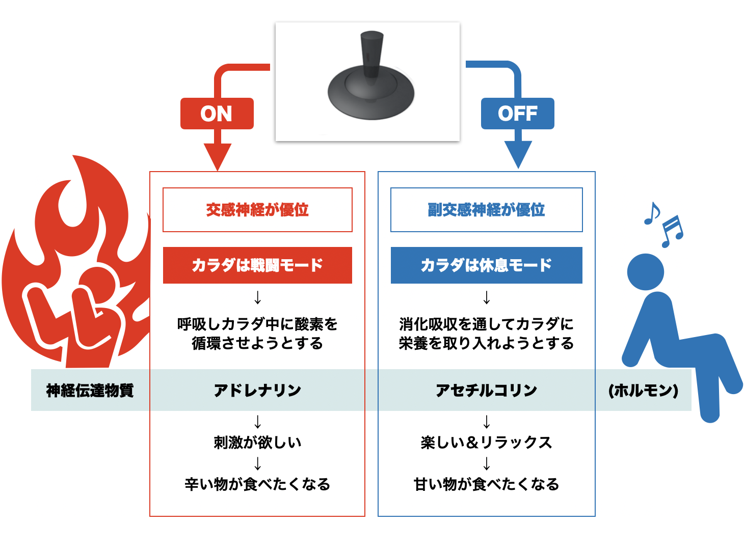 自律神経の交感神経副と交感神経のはたらき