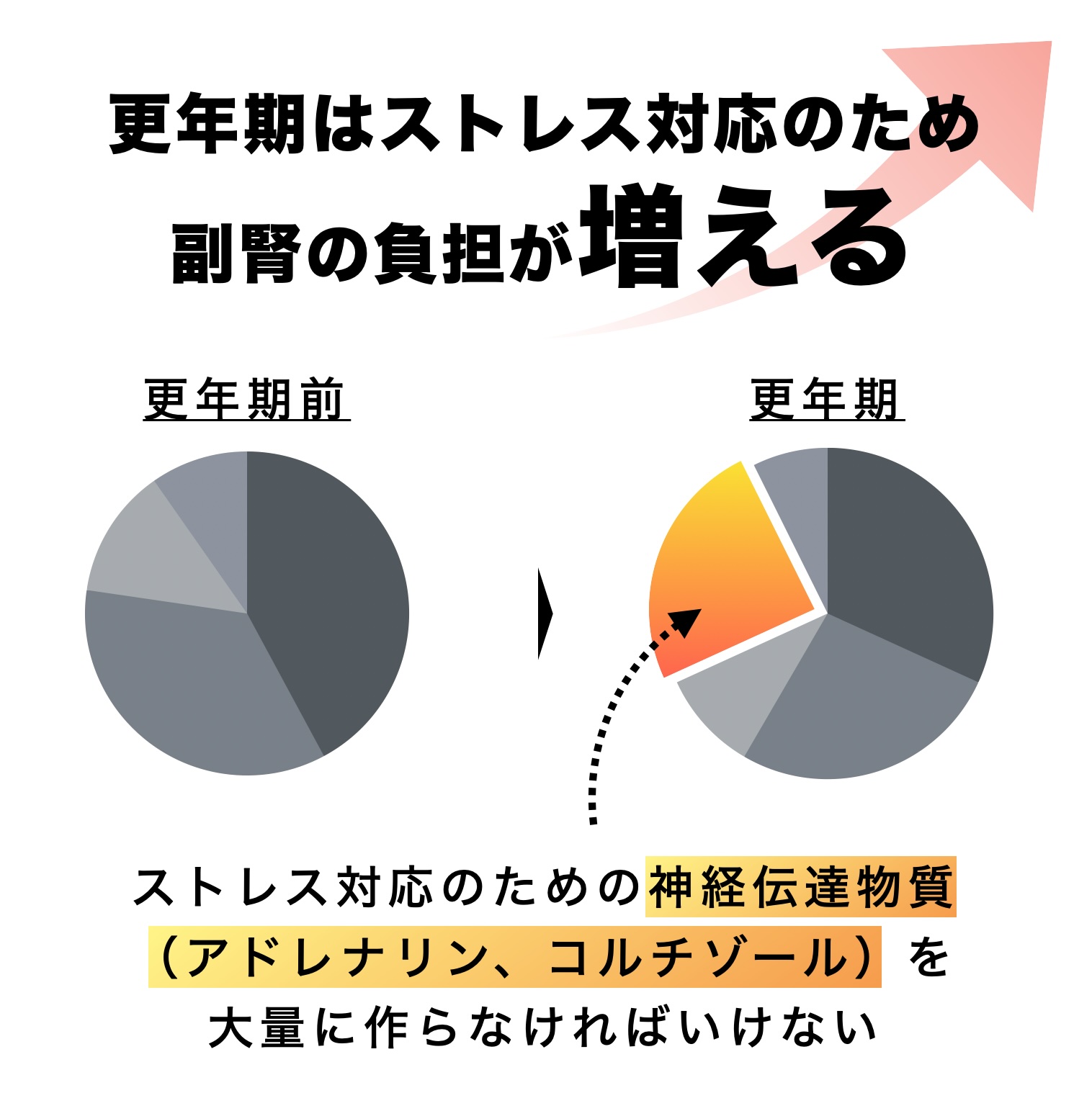 更年期になるとアドレナリンやコルチゾールの分泌が増える説明