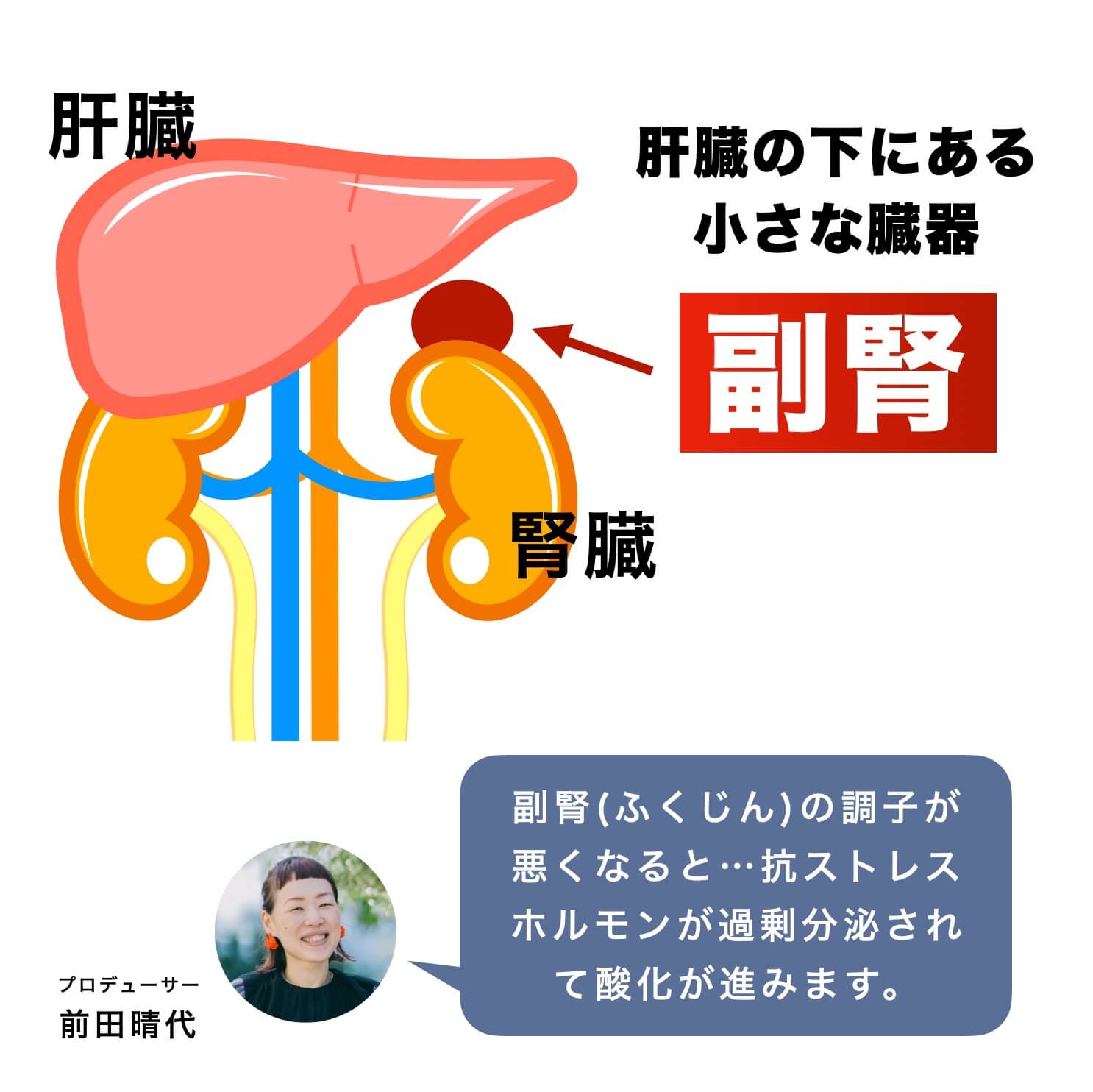 更年期に増えるストレスに対抗する抗ストレスホルモンをつくるのは副腎