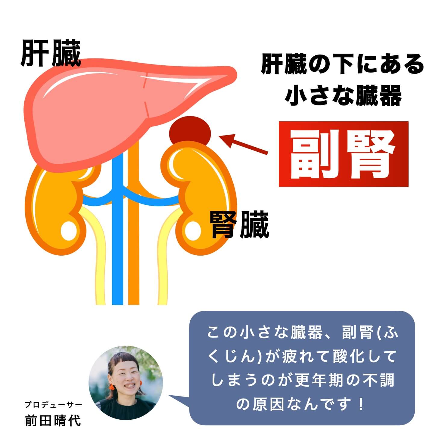 副腎の位置についての説明