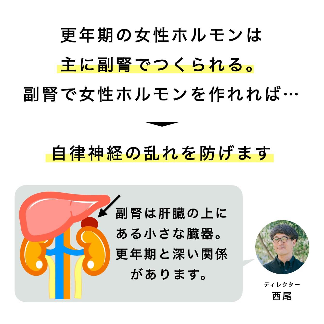 更年期の女性ホルモンは主に副腎でつくられる