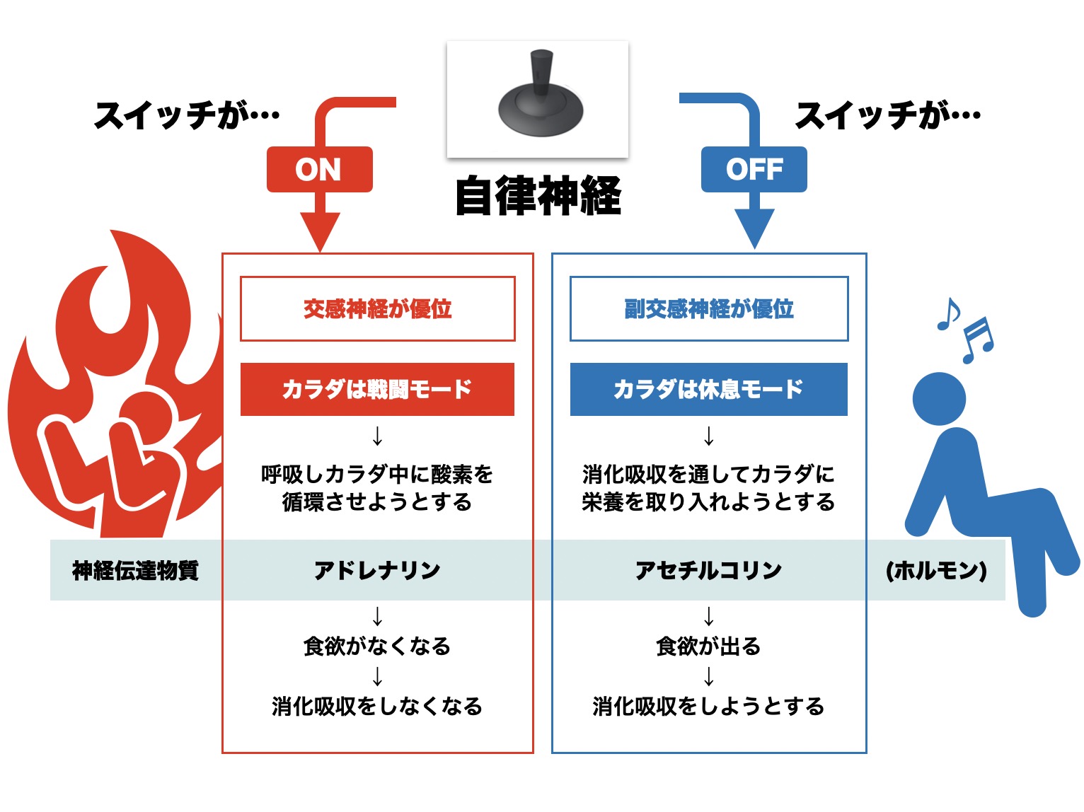 ヘモグロビンの胃腸への吸収と自律神経の関係を説明する図