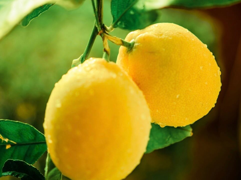 抗酸化作用の高い果実の写真