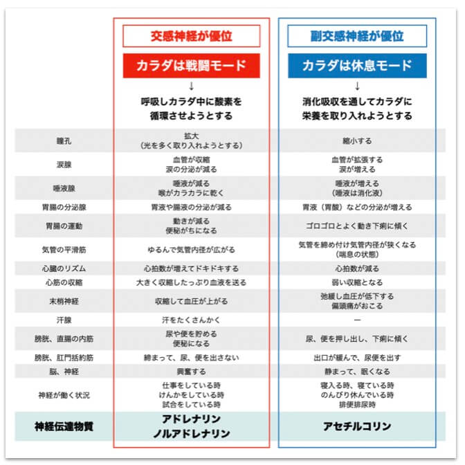 自律神経を説明している図