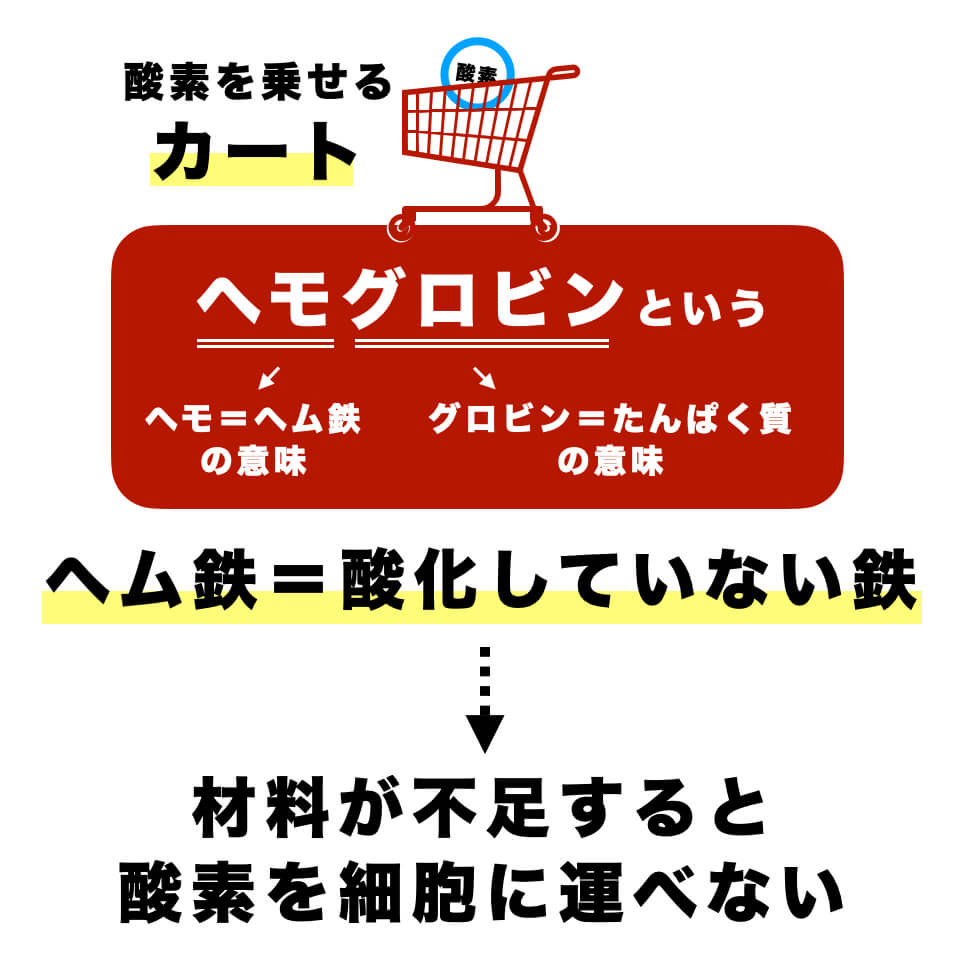 貧血になるとヘモグロビンの量と質が落ちる
