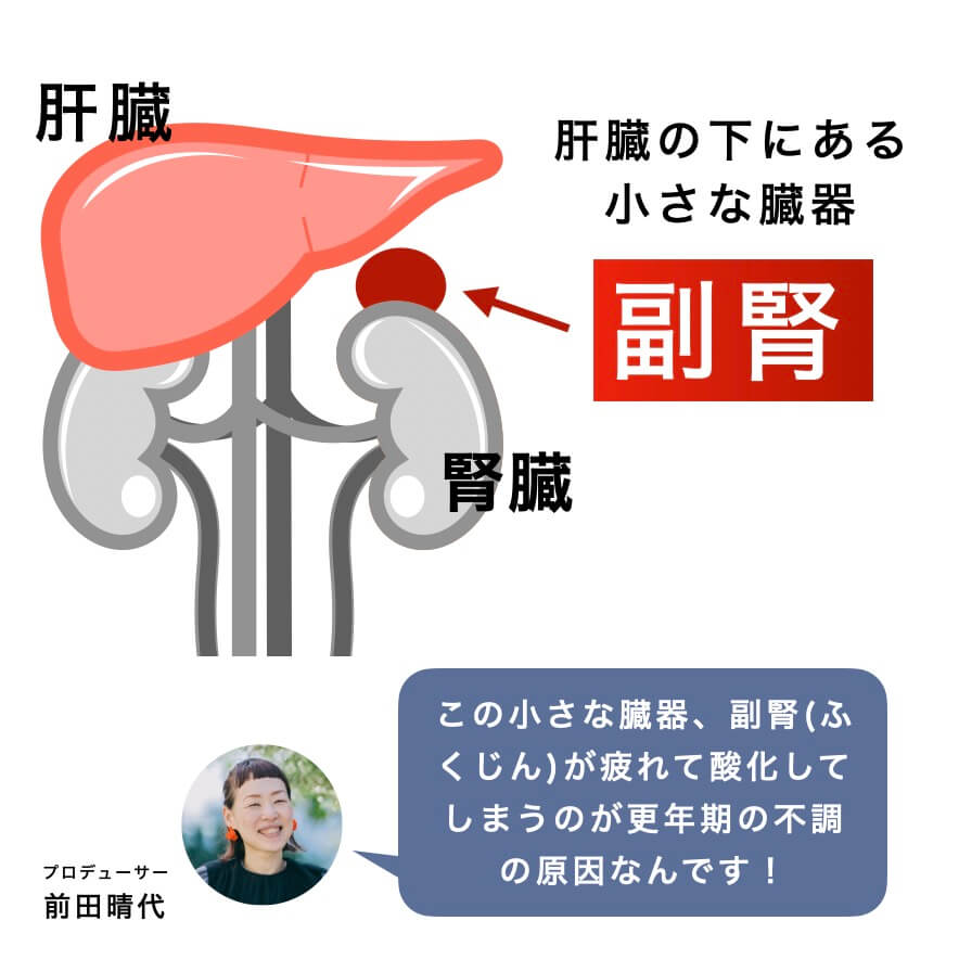 “副腎の説明をしている図”