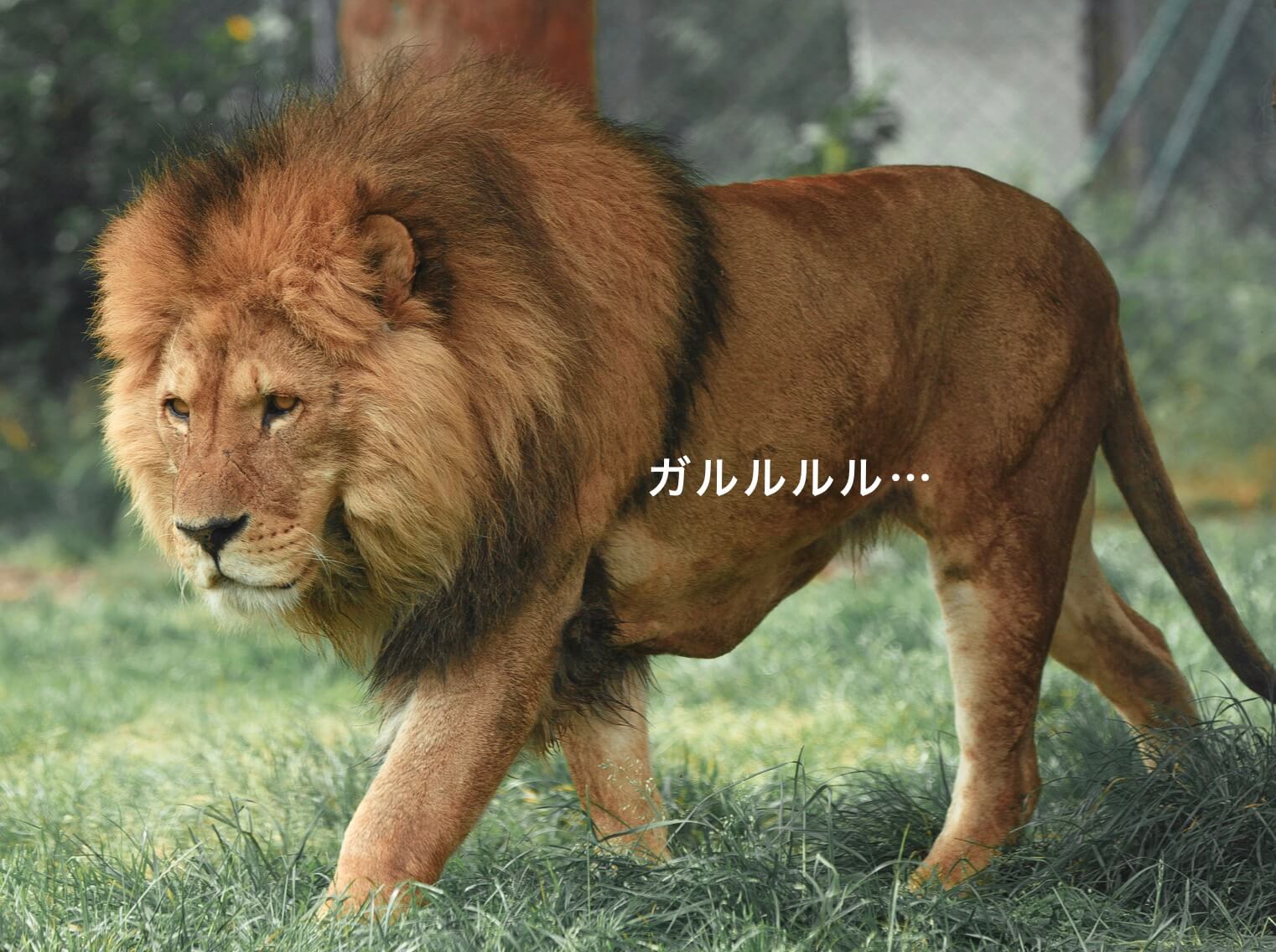 ライオンの写真