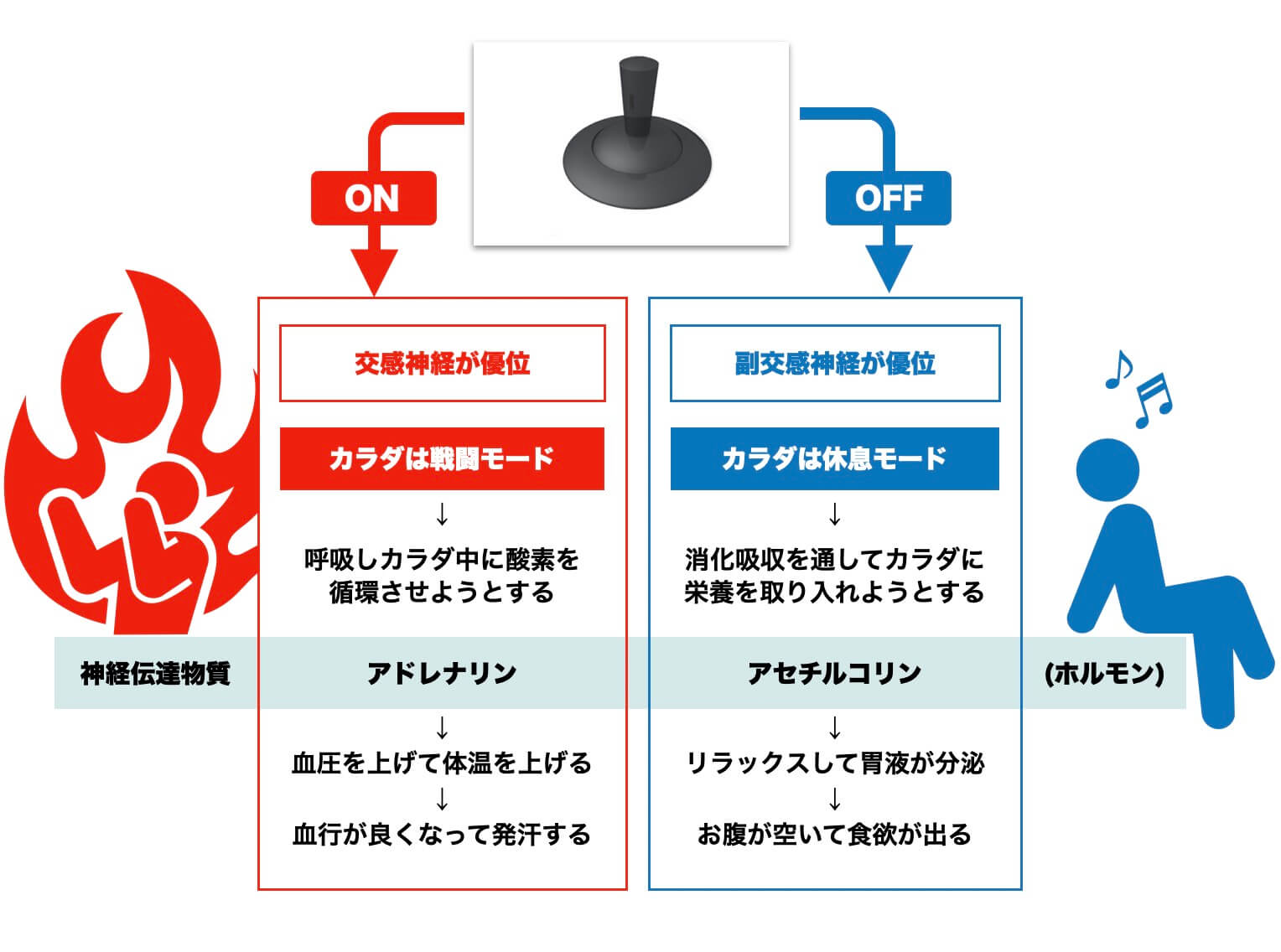 自律神経を説明している図