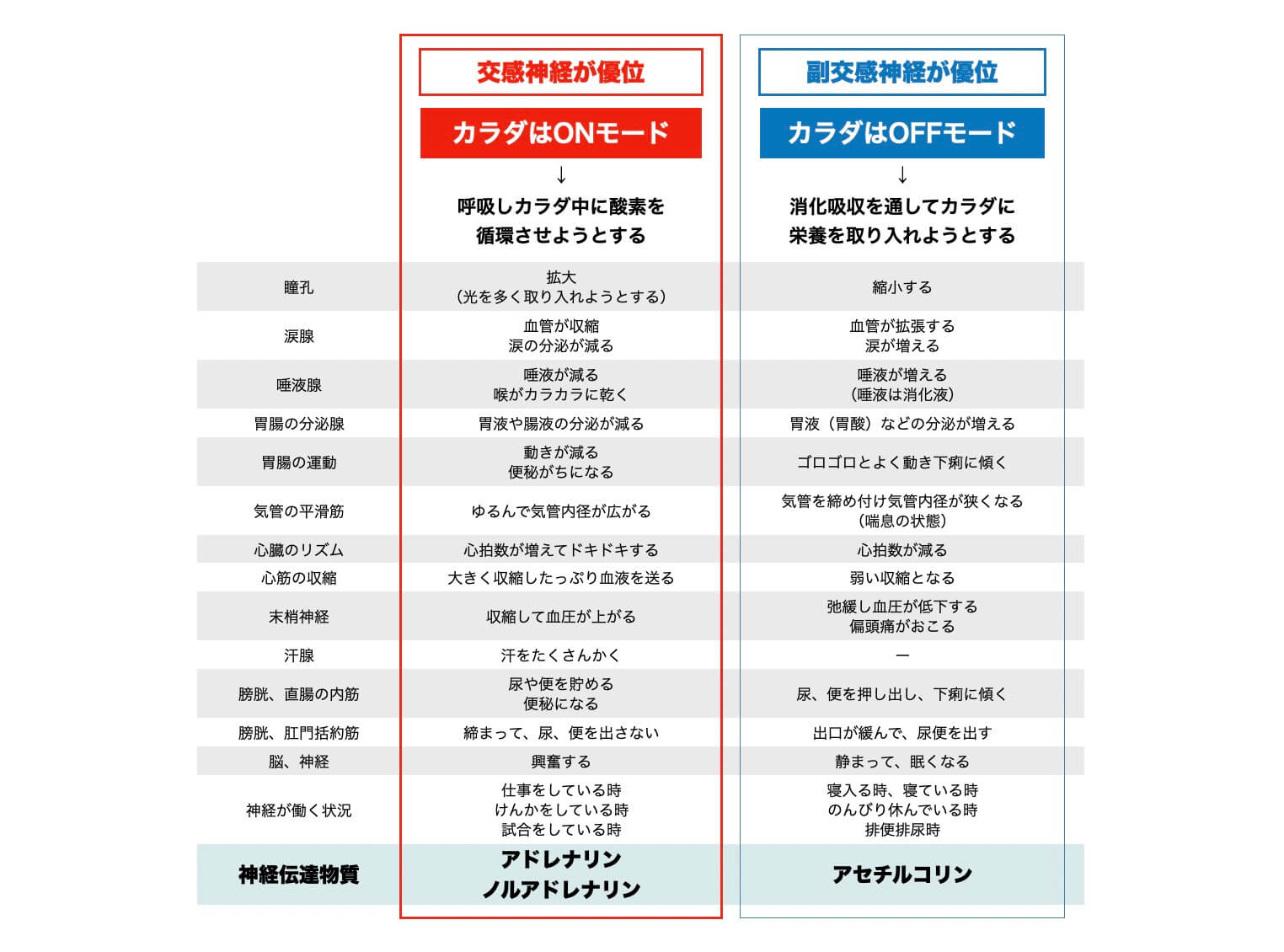 自律神経について説明した図