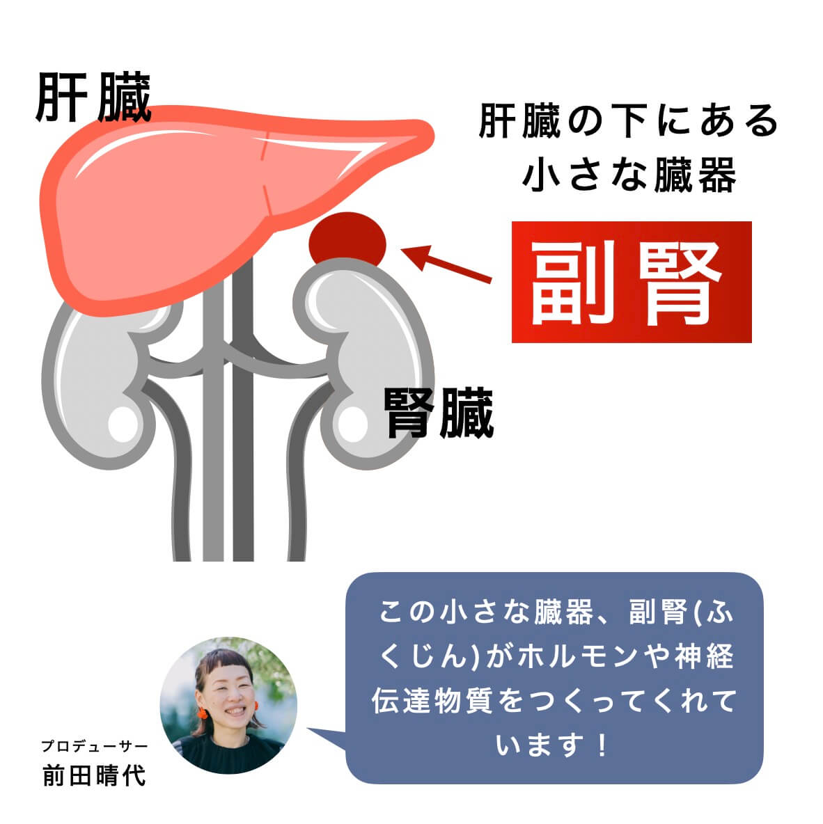 肝臓と副腎の説明の図