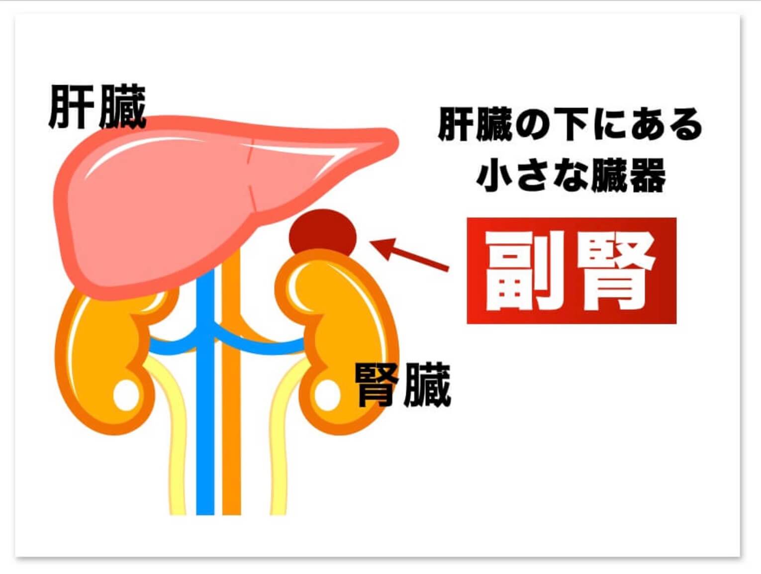 副腎疲労によってコルチゾールの分泌が落ちている図