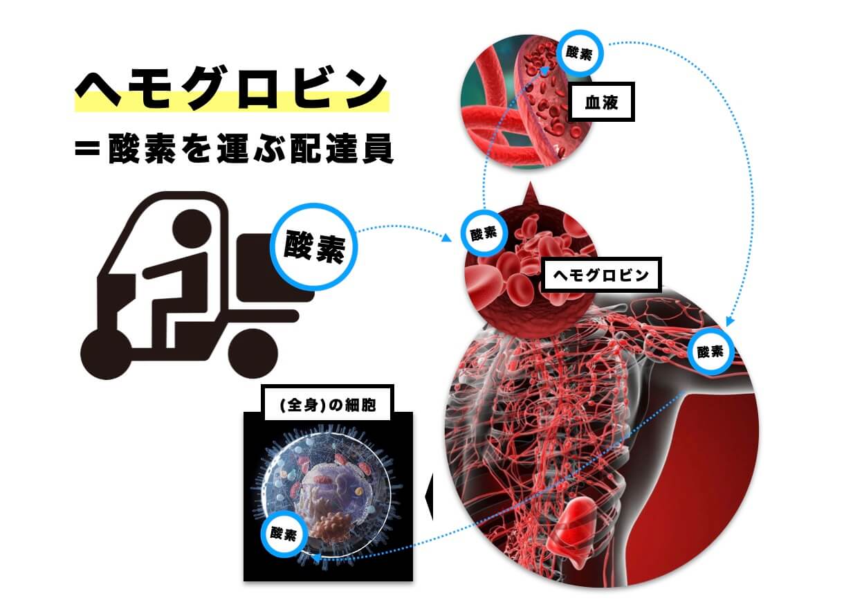 貧血になるのはヘモグロビン不足だから