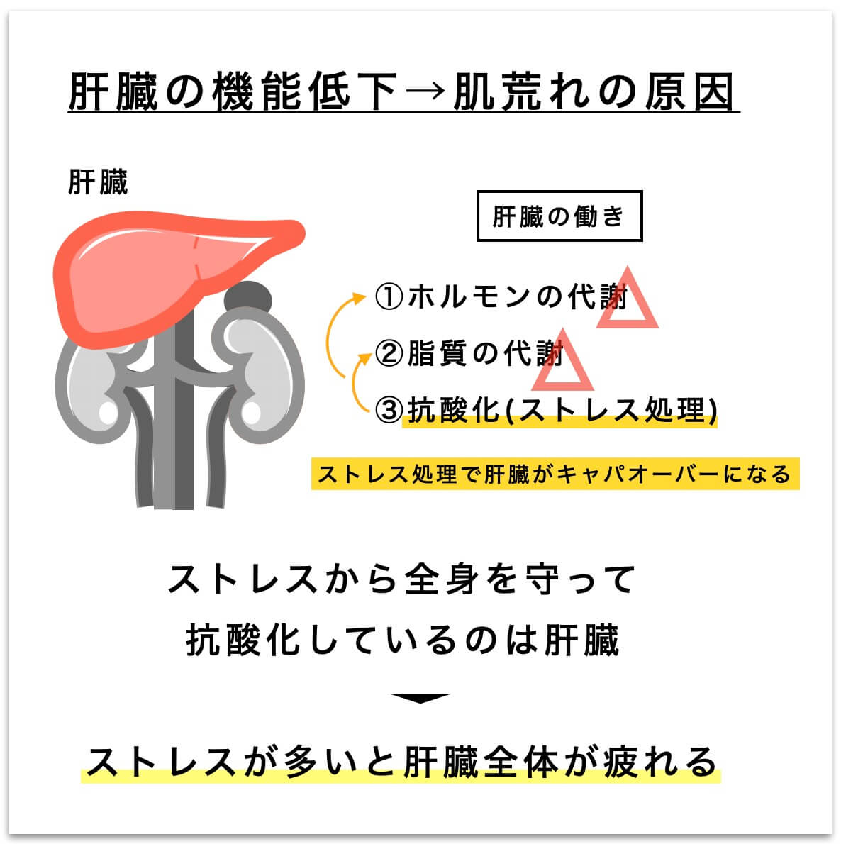 ストレスと肝臓の関係を示した図