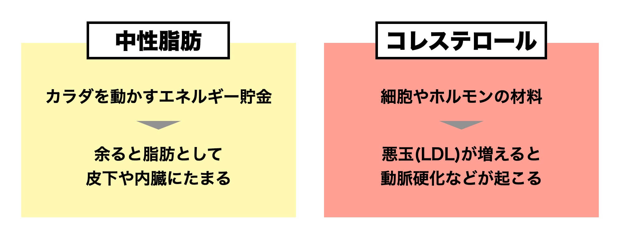中性脂肪対策とコレステロール対策