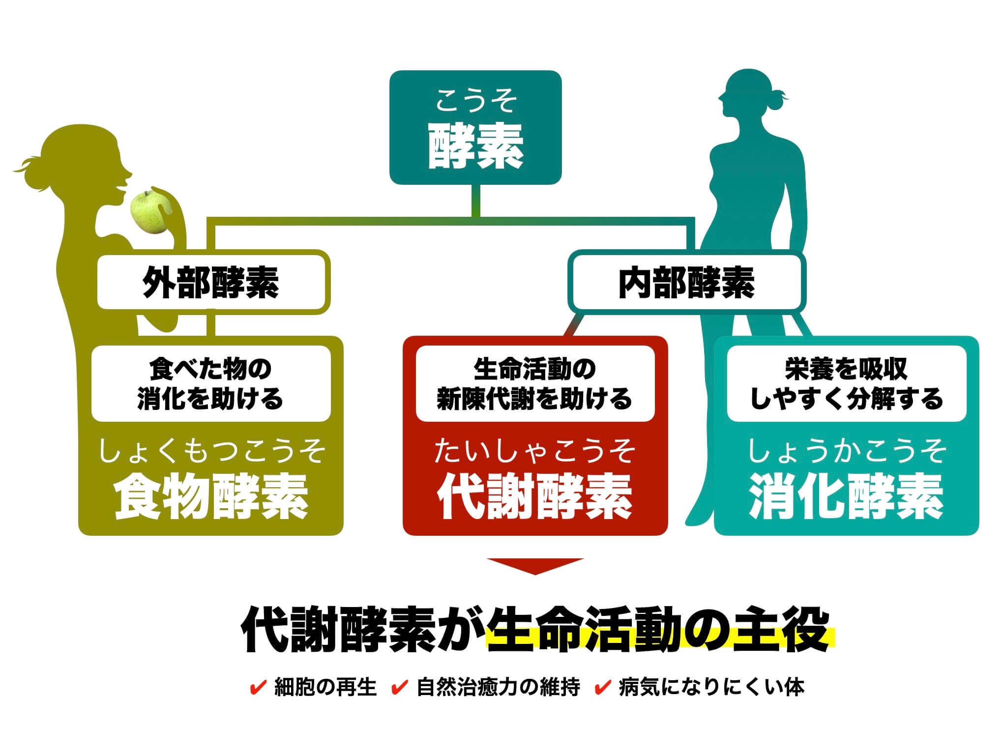 体内での酵素の働きを説明した図