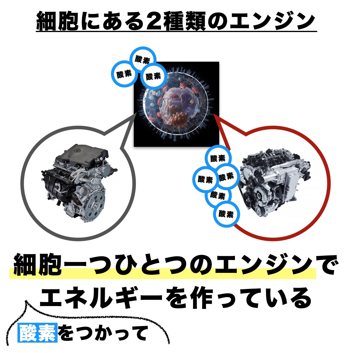 細胞でエネルギーを作る２つのエンジン