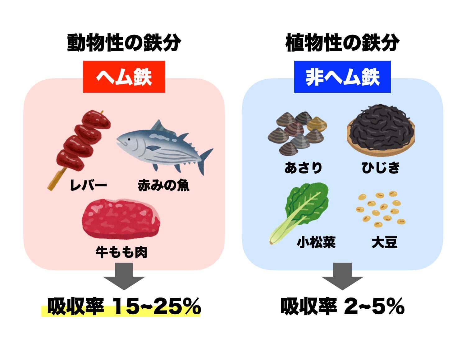 ヘム鉄サプリは非ヘム鉄サプリよりも吸収率が高い