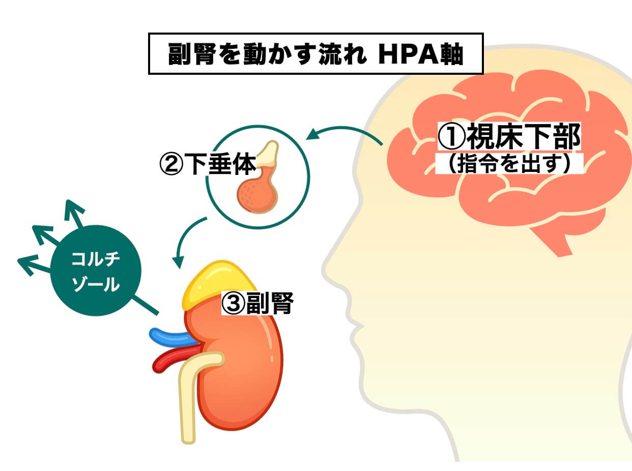 脳が判断してから副腎がホルモンを生産する画像
