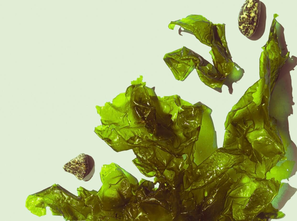 マグネシウム豊富な海藻の写真