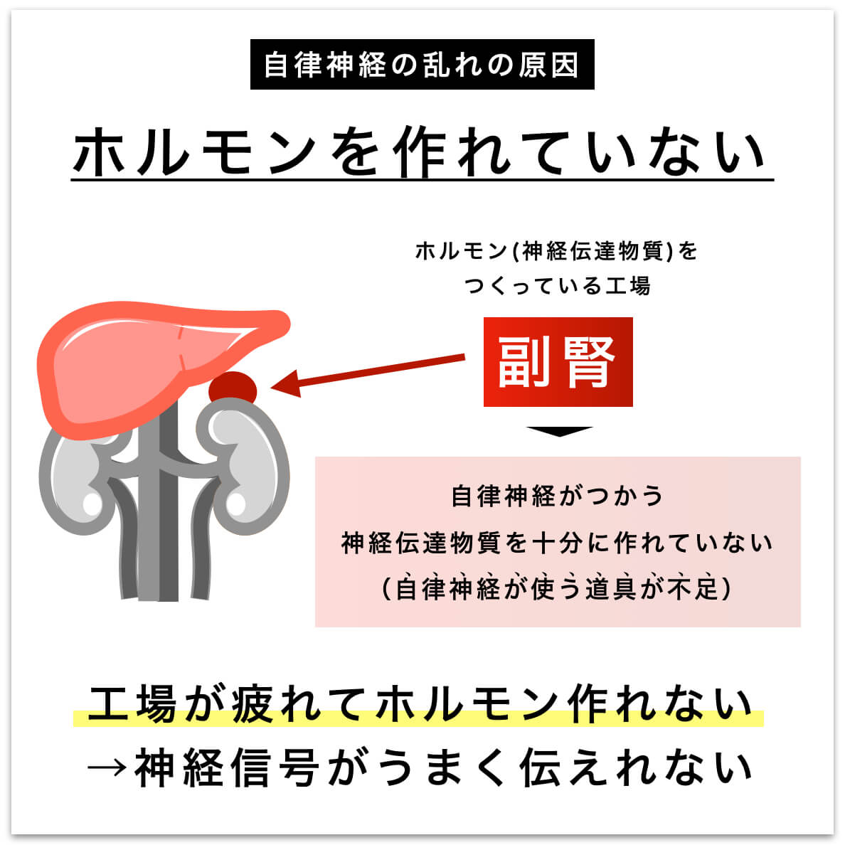 更年期は副腎疲労でホルモンが作れていない