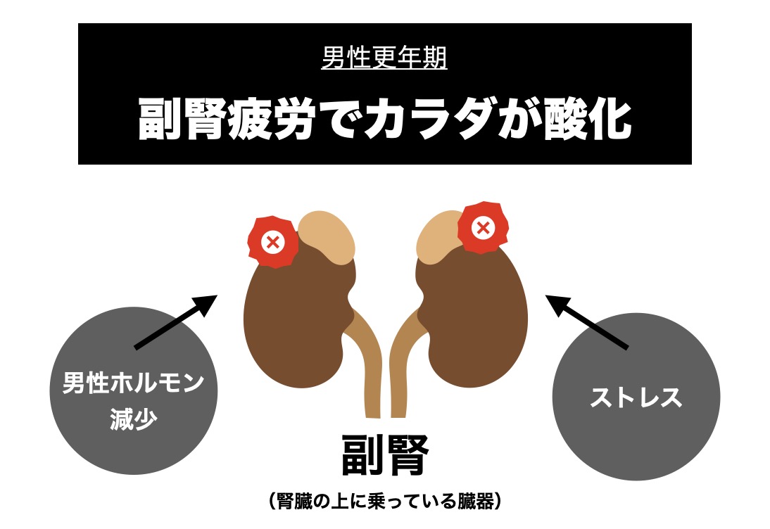 男性更年期に副腎が乱れる理由