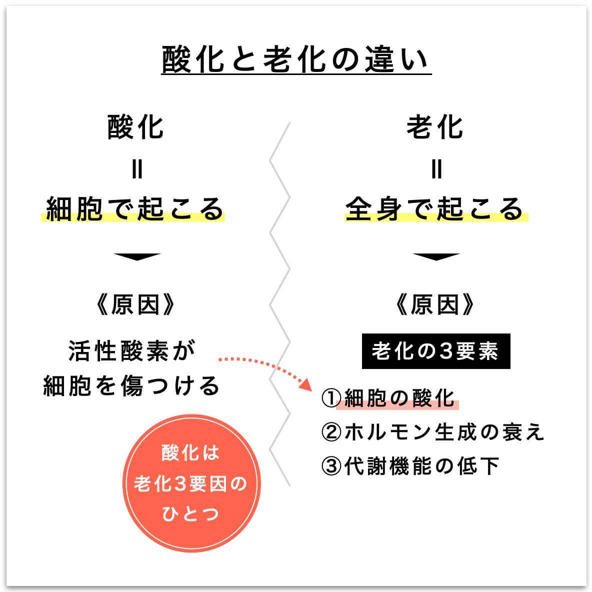 酸化と老化の違いを表した図