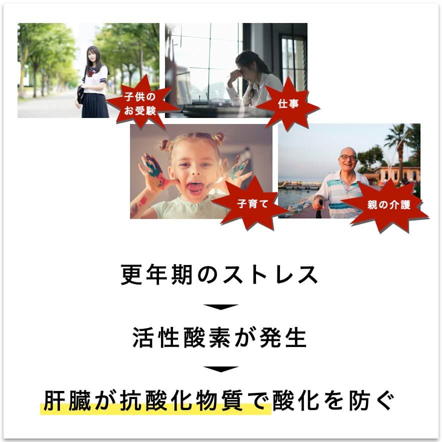 ストレスによって活性酸素が出て肝臓が酸化を防ぐ