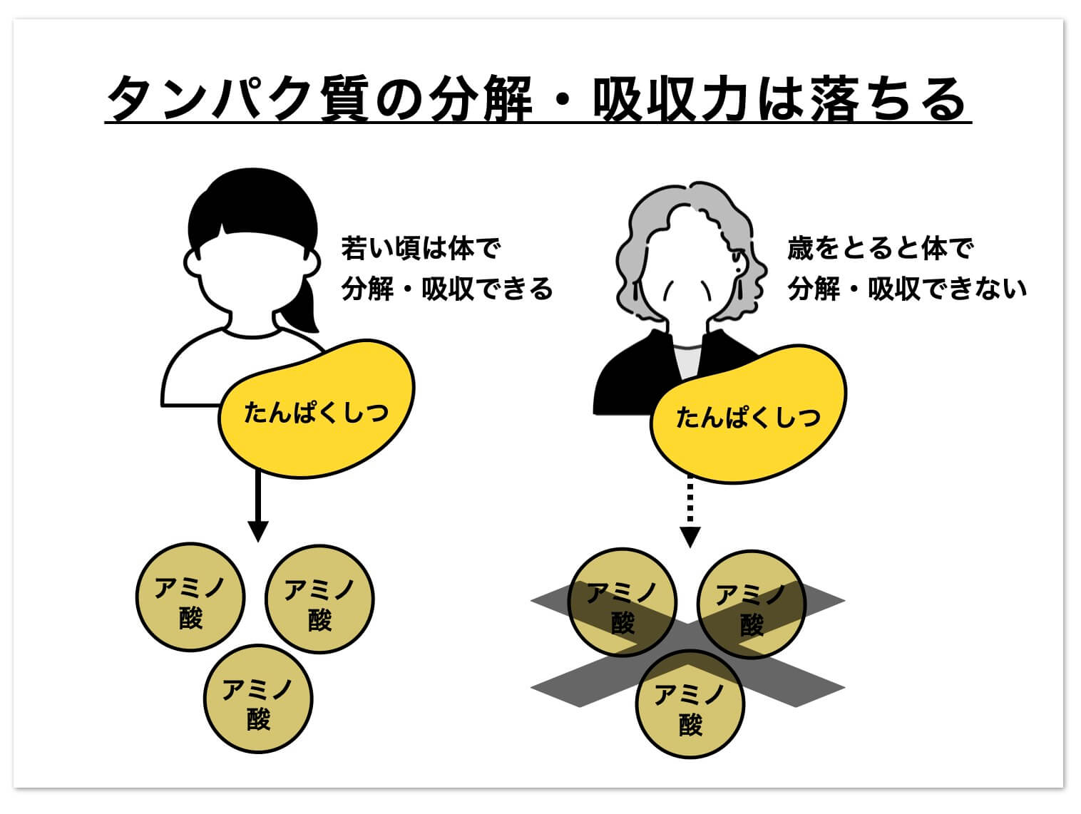 更年期になるとタンパク質の吸収が落ちる図
