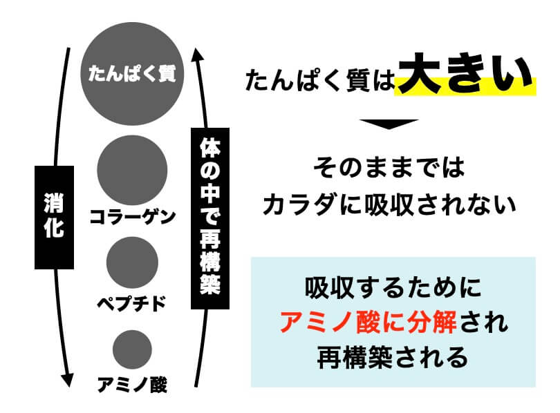 タンパク質がカラダに吸収される説明の図