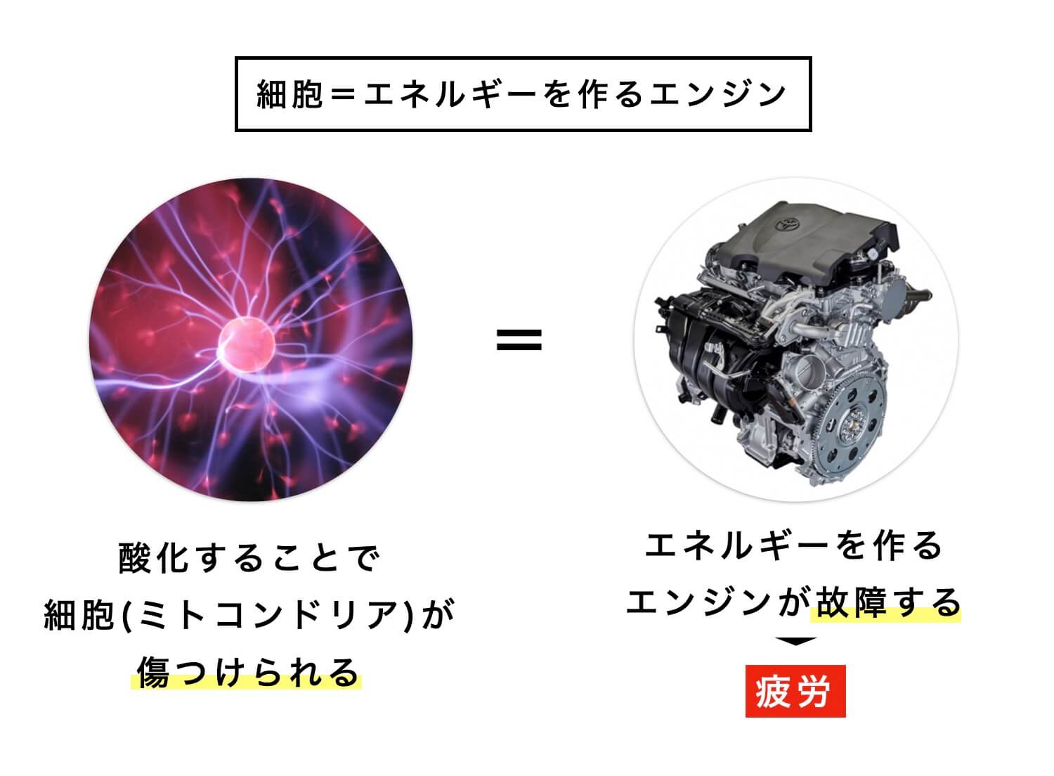 細胞がエネルギーを作る