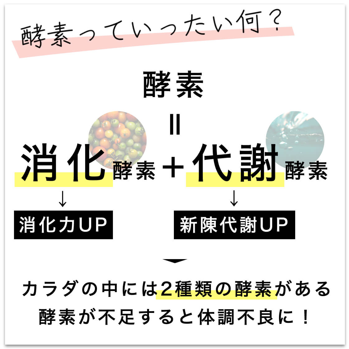 酵素には代謝酵素と消化酵素がある