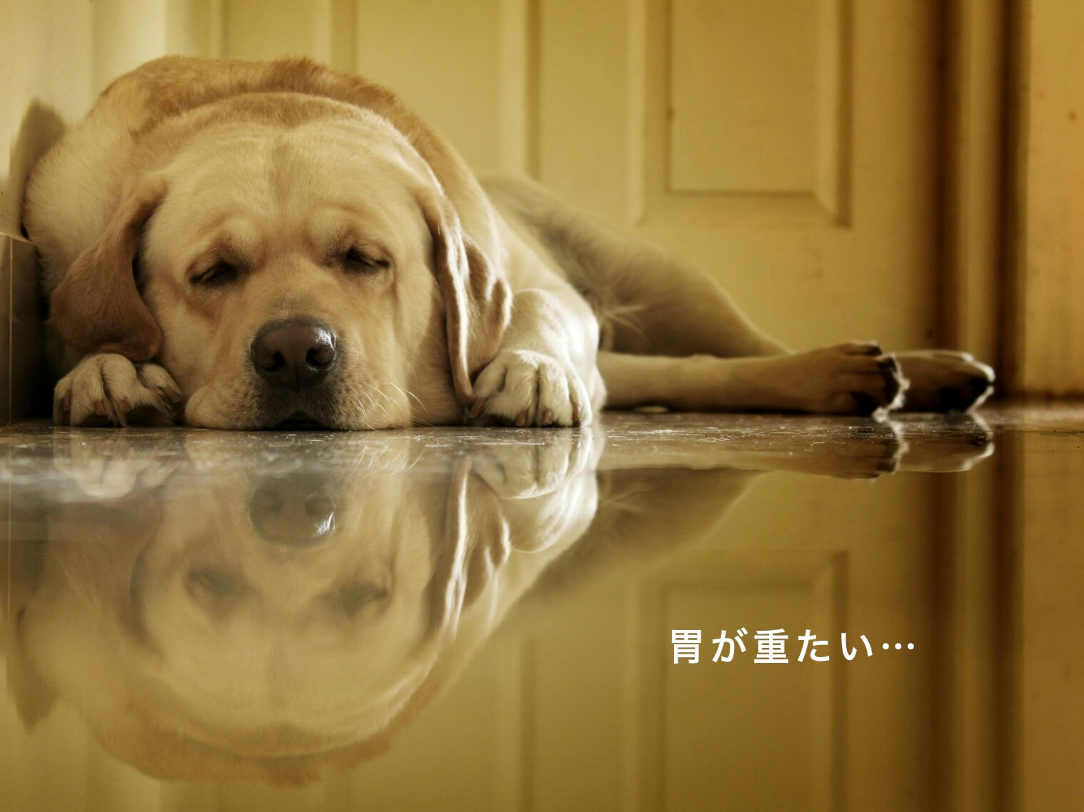 胃が重たい様子をあらわす犬の画像