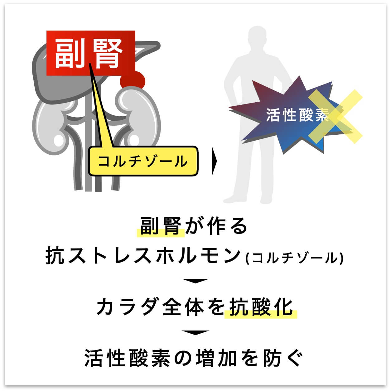 副腎が作る抗ストレスホルモン（コルチゾール）