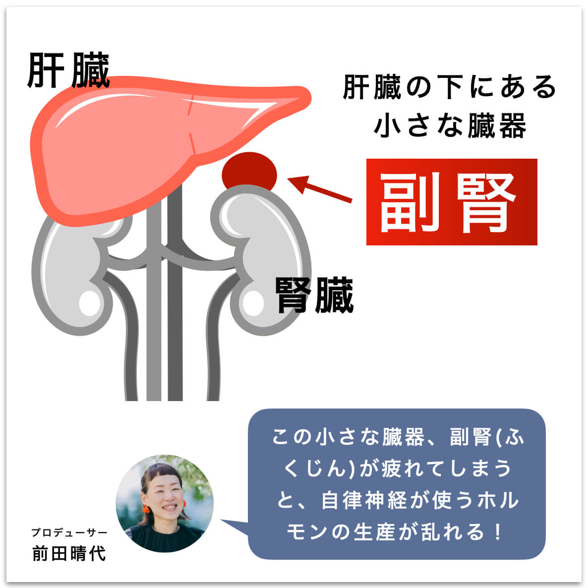 男性は副腎という臓器が疲れやすい