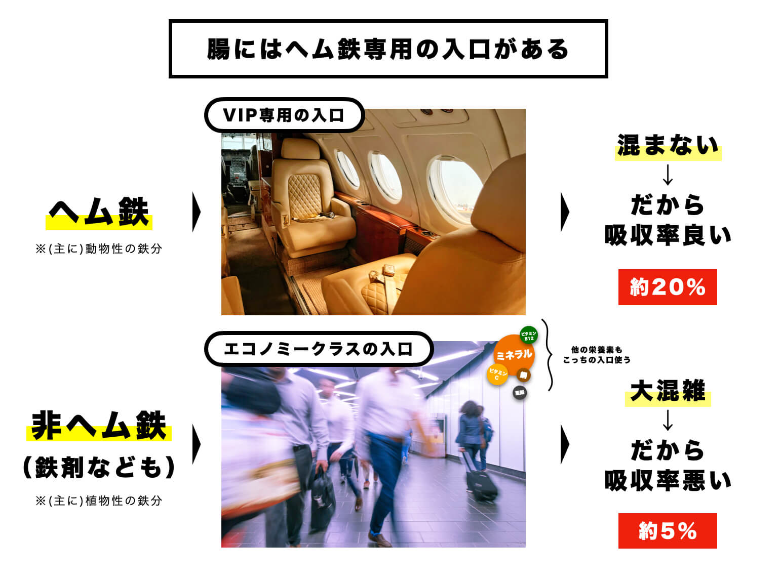 腸にあるヘム鉄専用の入り口のことを説明する図