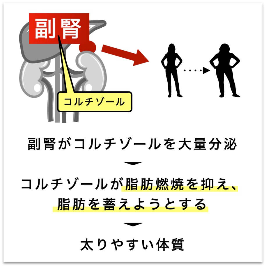 コルチゾールが脂肪燃焼を抑え脂肪を蓄えようとする